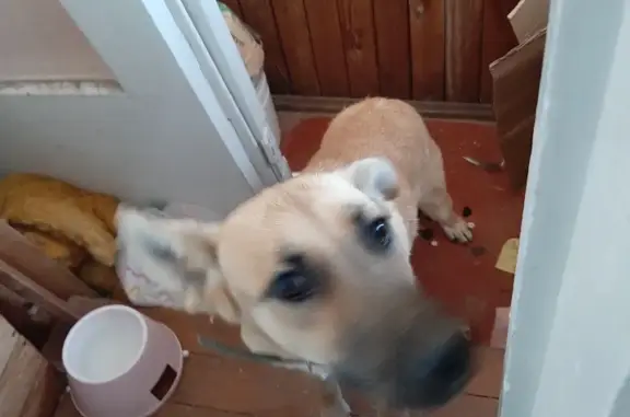 Найдена собака рыжевато-кремового окраса на ул. Некрасова, Євпаторія