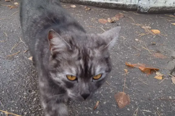 Найдена кошка, проспект Ленина, 117, Нижний Новгород