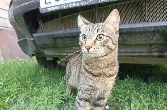 Кошки потеряшки, Уфа, фото: Потеряшка кошка 80Н-287, Тавтиманово