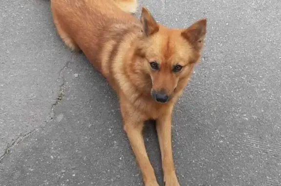 Пропала рыжая собака Лайка в Архангельской области