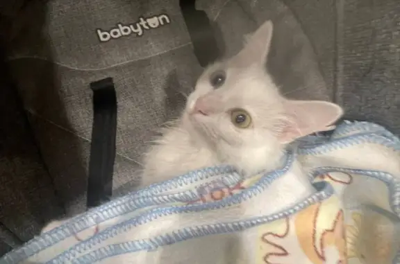 Потерянные животные Москва, фото: Пропала белая кошка на ул. Дыбенко 14 к 2, Москва