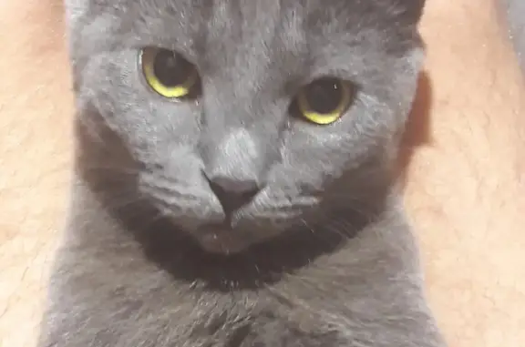 Пропала кошка: серый кот Саймой, ул. Парижской Коммуны, 17, Пенза