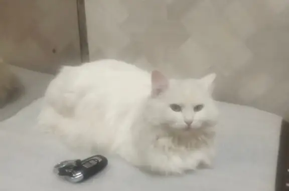 Пропала белая длинношерстная кошка, Можайское шоссе