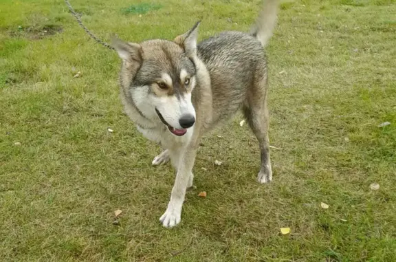 Найдена собака: лайка-хаски, голубой и карий глаза, Свердловская область
