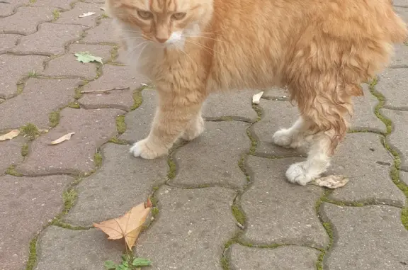 Найдена рыжая кошка на 9-й Парковой улице, Москва