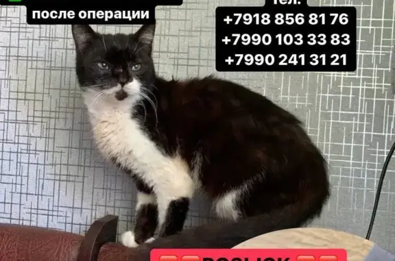 Пропала кошка в Новороссийске, ул. Байкальская, вознаграждение