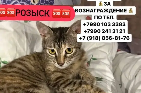 Пропала кошка Юлька, ул. Байкальская, Новороссийск