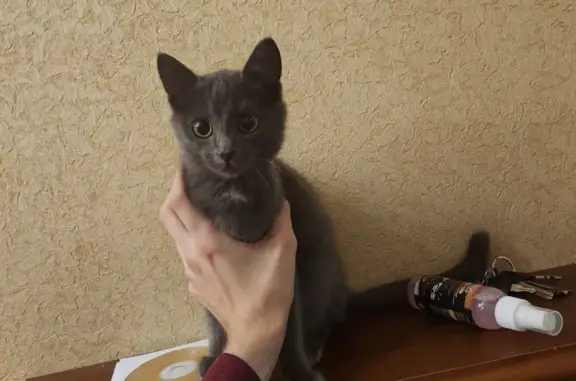 Найден котик в Первомайском районе, ищем хозяев