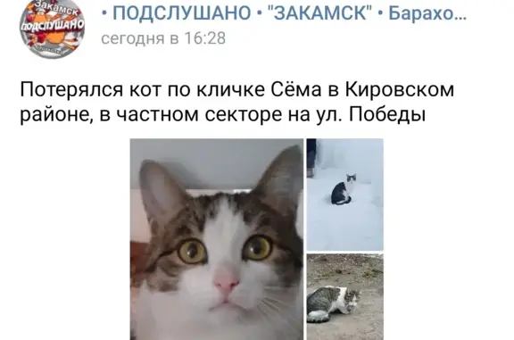 Пропала кошка Сема, серый в полоску, Пермь, ул. Победы 30