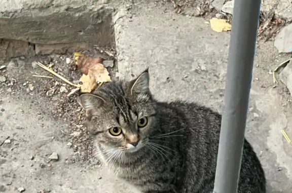 Найден упитанный котик на ул. Карпинского, 44А, Пенза
