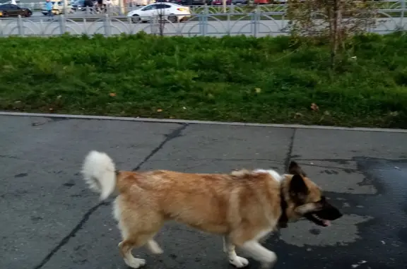 Потерянная собака ищет контакт, Юлиуса Фучика, 5, Екатеринбург