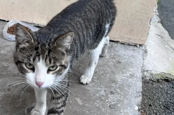 Найден ласковый кот на Купчинской улице, 17