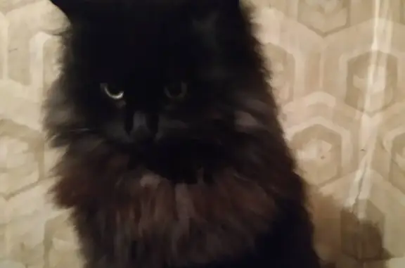 Пропала кошка: Черная пушистая, ушла на 6-й Ленинградской