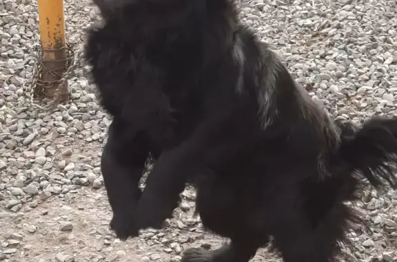 Пропала собака Луна, 1,5 года, чёрная, 7-я Литейная улица, Астрахань