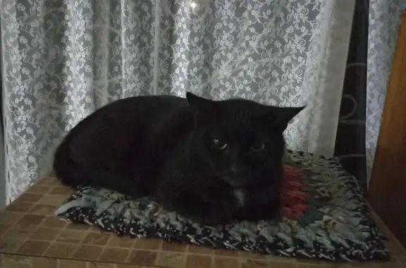 Пропала кошка Черная с белым пятном, Дуся, Театральная площадь 1