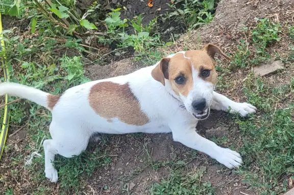Пропала собака Джек рассел в районе Гребени, Оренбургская область