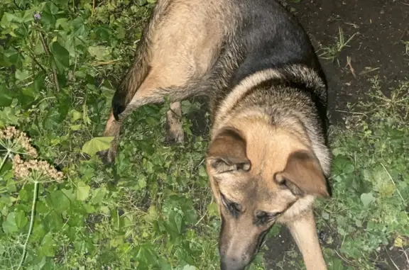 Найдена собака Молоденькая овчарка на Полярной улице, 39Б, Абакан