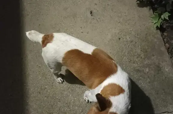 Пропала собака на Солнечной улице