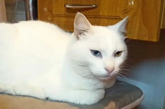 Кошки потеряшки, Санкт-Петербург, фото: Потеряшка кошка кот Сема, Трамвайный проспект, 13 к2