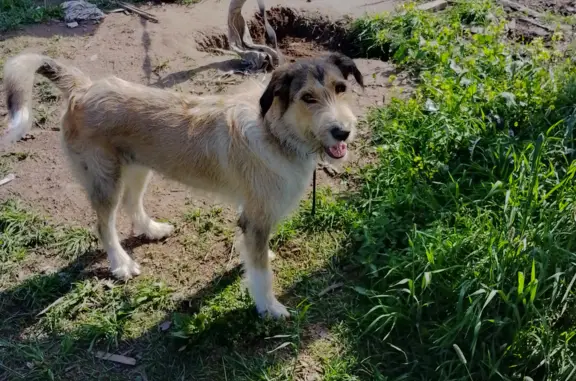 Пропала собака в Сиверском поселении, Ленинградская область