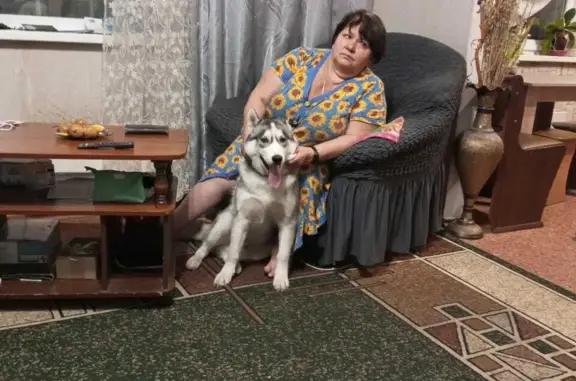 Пропала собака Сибирская Хаски, ул. Звездова, Новокузнецк