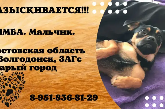 Пропала собака Кобель, ул. Ленина 96, Волгодонск