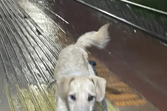 Найден щенок на платформе Кусково, Москва