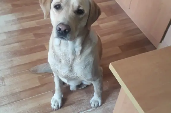 Найдена собака на ул. Украинская, Луганск