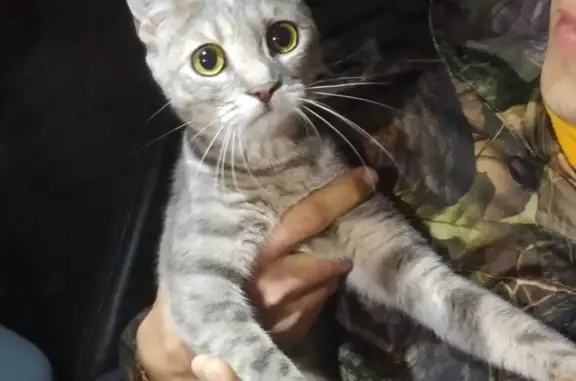 Найдена молодая кошка на Иркутском тракте, Томск