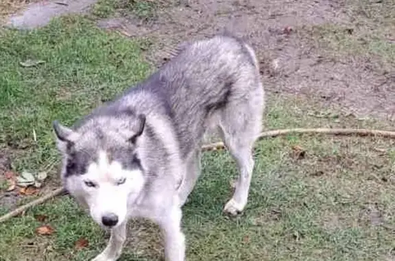 Собака-хаски найдена в СНТ Березовая Пойма, Нижегородская область