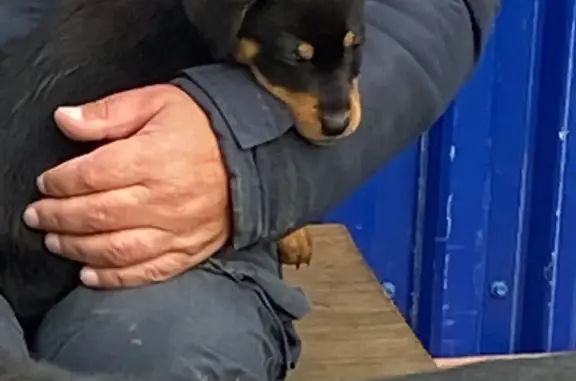 Собака найдена на ул. Чехова, Невельск