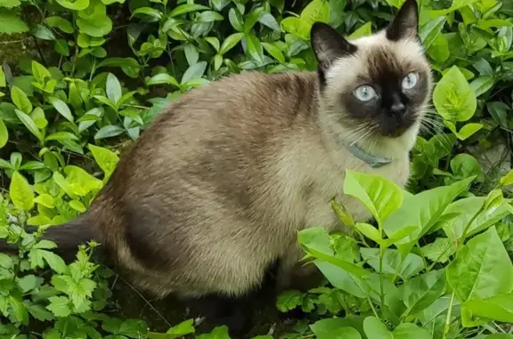 Пропала Сиамская кошка, 13 лет, ул. Трубаченко, Сімферополь