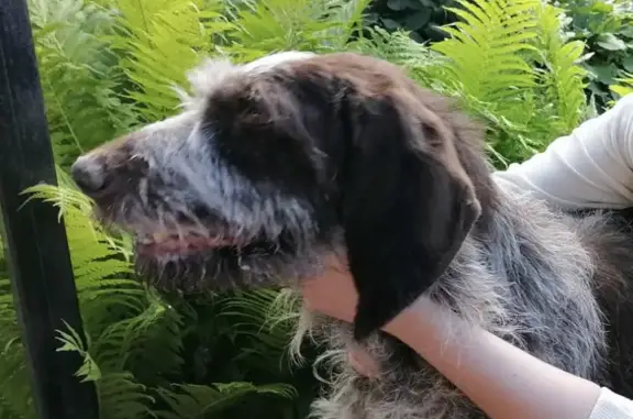 Пропала собака в Нижегородской области