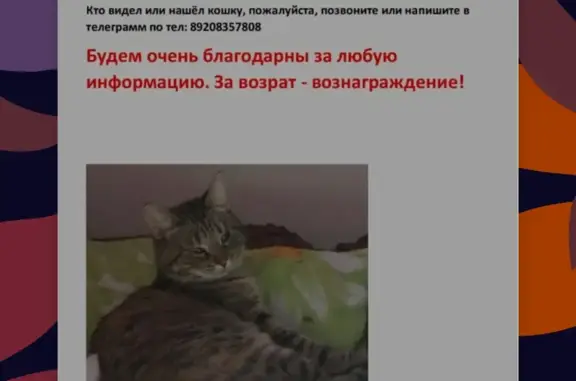 Пропала кошка, похожая на рысь, Камвольный переулок, 6, Брянск