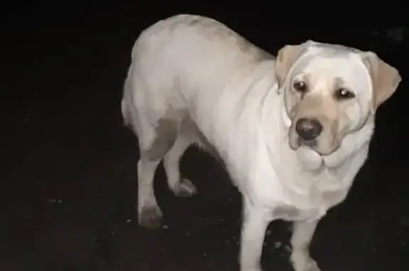Потерянная собака в 24 квартале, Куюки
