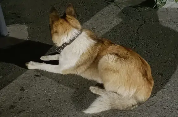 Собака найдена на ул. Академика Шварца, 17, Екатеринбург