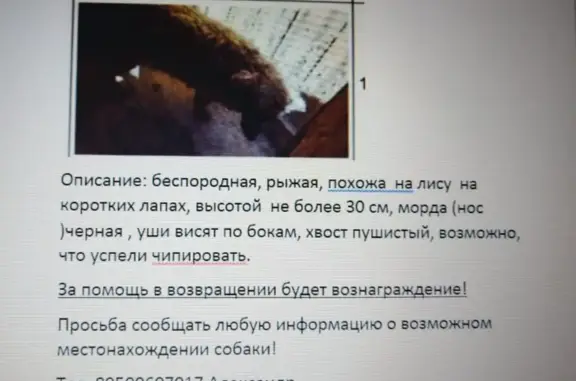 Пропала собака Рыжая, проспект Химиков, Усолье-Сибирское