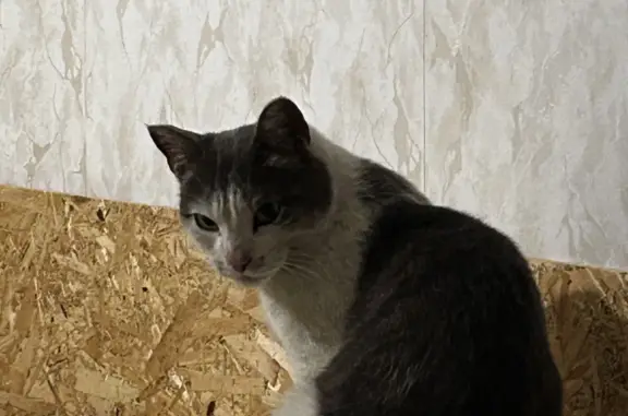 Найдена кошка на пр. Фадеева, 22, Чита