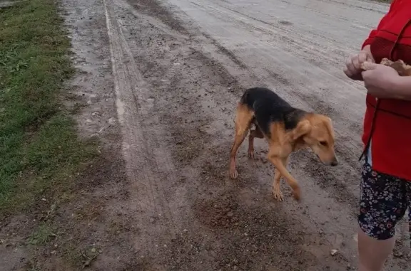 Пропала собака гончак, д. Мошево, Пермский край