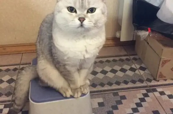 Пропала кошка с голубым ошейником в Тверской области