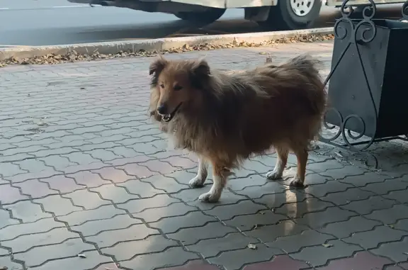 Найдена собака, Приморский край