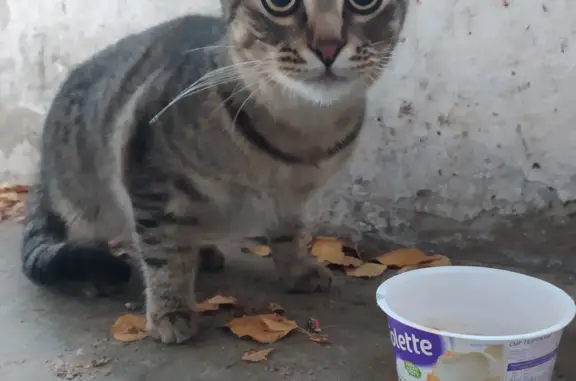 Найдена кошка на Мончегорской улице, 12 к1, Нижний Новгород