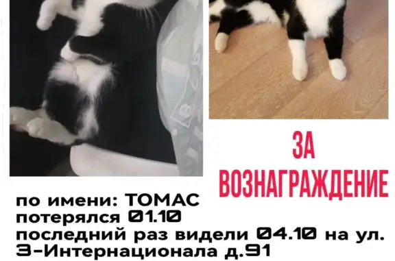 Пропала кошка на Красноармейской улице, 3, Ногинск