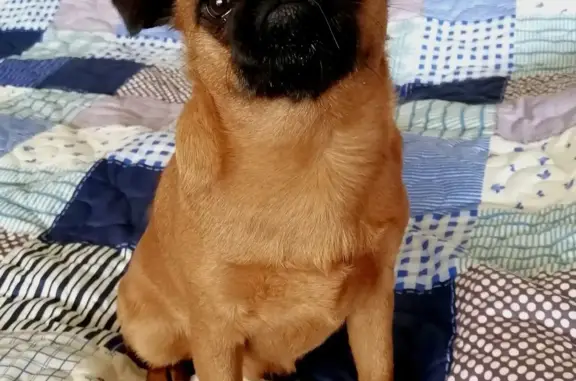 Собаки потеряшки, Санкт-Петербург, фото: Потеряшка собака, рыжая с черной маской, на пр. Науки, СПб