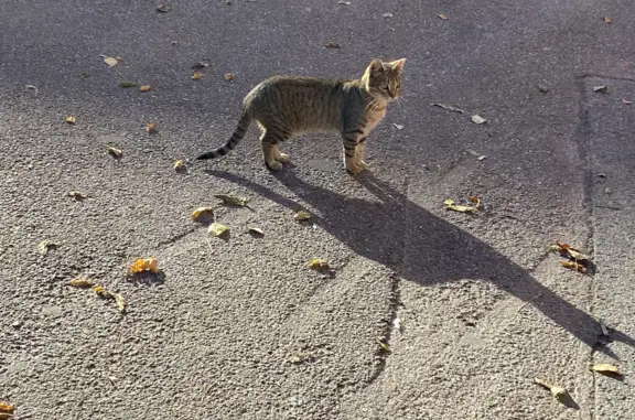 Найдена кошка около Ивановская 15, Санкт-Петербург