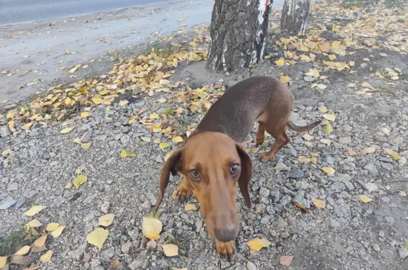 Собака Такса найдена на Павловском тракте, 62, Барнаул