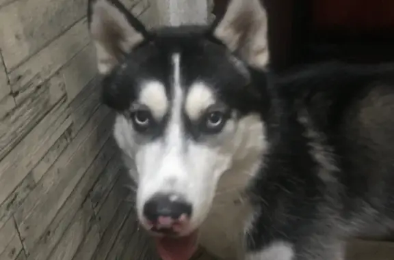 Собака Хаски найдена без клейма, адрес: ул. Чернышевского, 52, Брянск