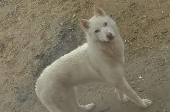 Пропала собака в Анисимово, Калужская область