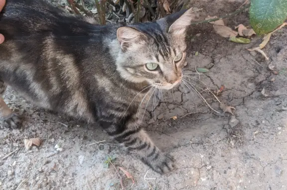 Найдена кошка на Республиканской ул., 18, Элиста