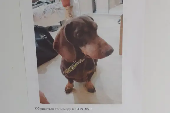 Собака такса найдена: ул. Гоголя, 34, Ульяновск